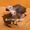 Жако - ручные птенцы из питомника