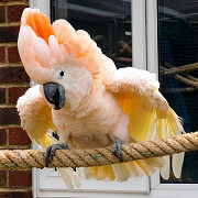 Молуккский какаду (Cacatua moluccensis) ручные птенцы Москва
