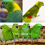 Желтошейный амазон (Amazona auropalliata) - ручные птенцы из питомника Москва