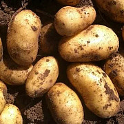 Молодой алтайский картофель 1–2 месяца с момента копки Барнаул